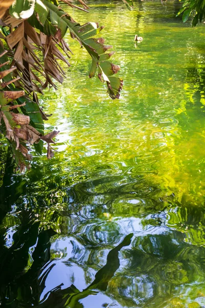 Lago Verde Con Palmeras Pato Día Soleado — Foto de Stock