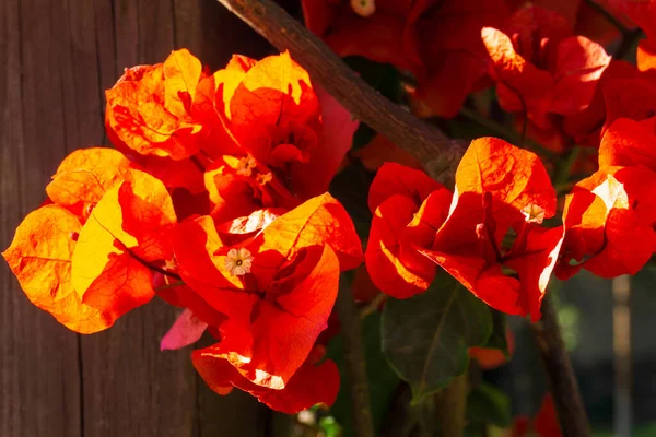 Ogniste Pomarańczowe Kwiaty Bougainvillea Buttiana Promieniach Świtu Słońce Zbliżenie — Zdjęcie stockowe