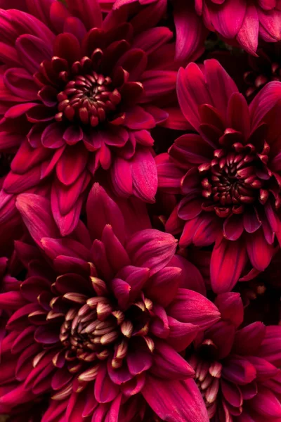 Burgundy chrysanthemum flowers on a white background close up