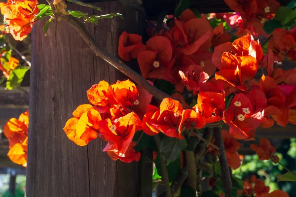 Fiery Orange Flowers Bougainvillea Buttiana Rays Dawn Sun Close — Stockfoto