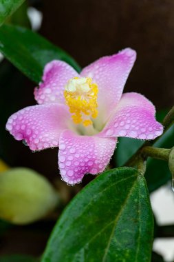 Gently pink lagunaria flower with water droplets on petals after rain close up