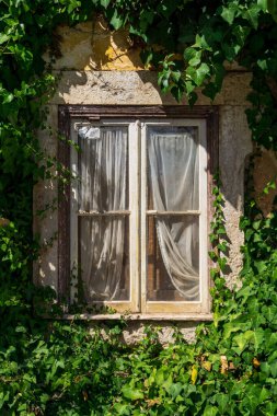 Güneşli bir günde beyaz perdelere sarmaşık kaplı terk edilmiş eski bir evin penceresi.