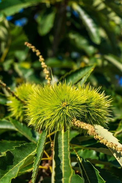 Branches Sweet Edible Chestnut Green Cupules Sunny Day — Stock Photo, Image