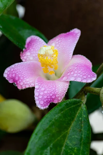 Gently Pink Lagunaria Flower Water Droplets Petals Rain Close Stock Kép