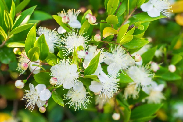 Blooming Myrtle Branches Small White Flowers Close — Stock Photo, Image