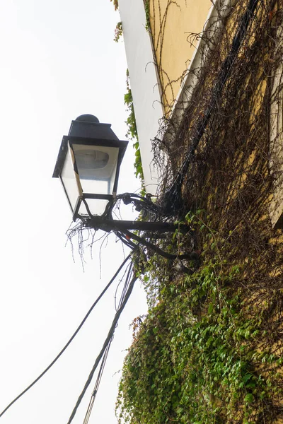 Antique Lantern Wall Building Twined Green Ivy Wires — ストック写真