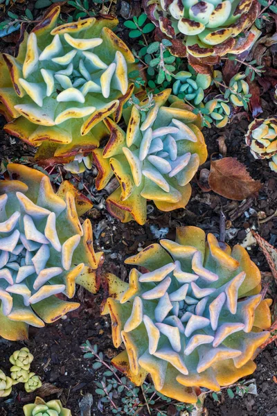 Yellow Blue Rosettes Succulents Garden Top View — Foto Stock