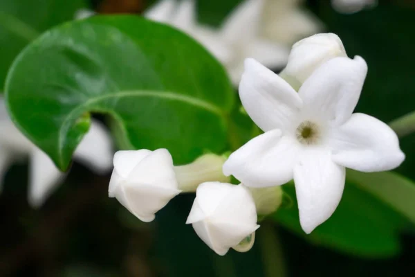 White Flowers Madagascar Jasmine Plant Stephanotis Close Green Leaf — Fotografia de Stock