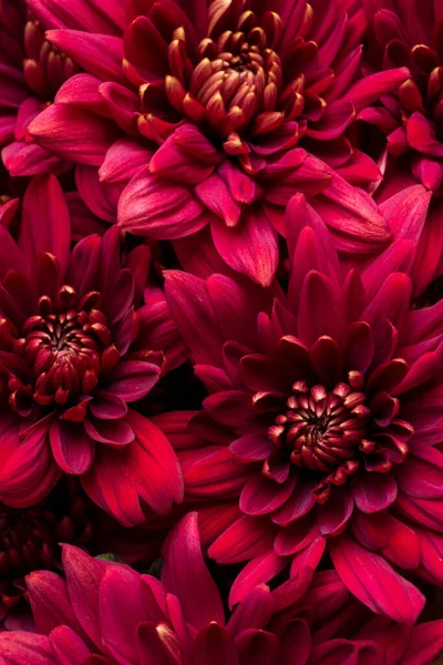 Burgundy Chrysanthemum Flowers White Background Close Stock Fotó