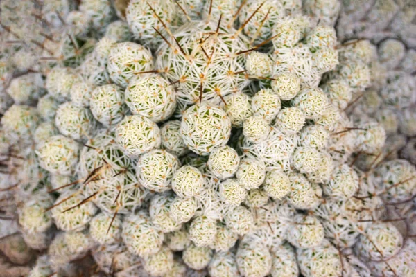 White Green Mammillaria Cactus Balls Background Close — Stockfoto