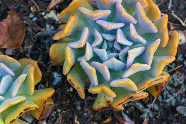 Yellow Blue Rosettes Succulents Garden Top View — Stock Photo, Image