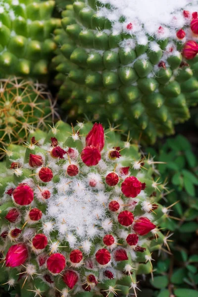 Mammillaria Polythele Κάκτος Ροζ Μπουμπούκια Top View Φυσικό Υπόβαθρο — Φωτογραφία Αρχείου