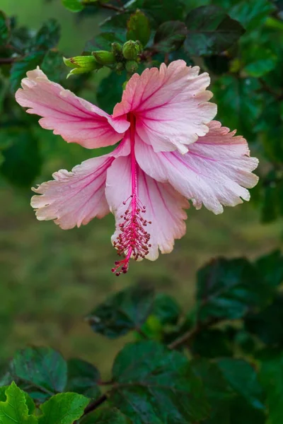 Gently Pink Hibiscus Flower Bush Close — Zdjęcie stockowe