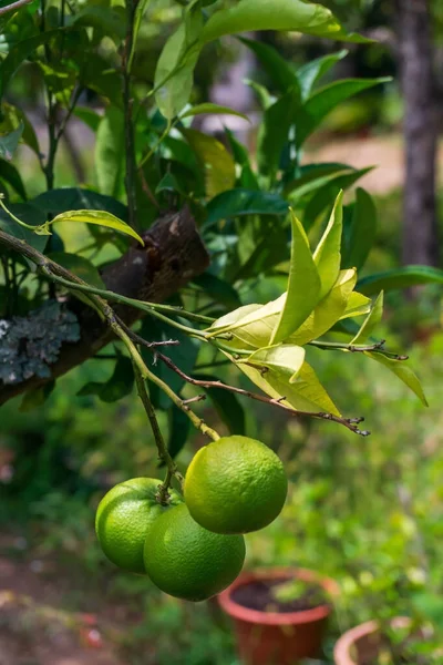 Branch Green Ripening Oranges Garden House — Zdjęcie stockowe