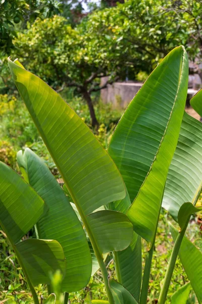 Strelitzia Bushes Garden Sunny Day Close — Stockfoto