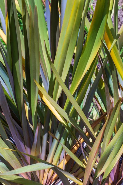Long Colorful Leaves New Zealand Flax Phormium Tenax Natural Background — ストック写真