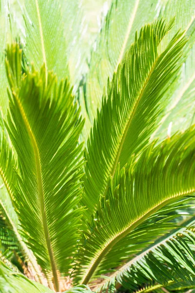 Juicy Green Leaves Cycas Revoluta Palm Tree Sunlight Natural Background — 图库照片