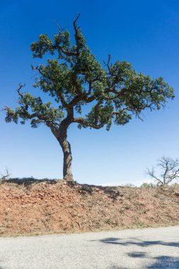 Lone cork oak tree on the side of the road on a sunny day