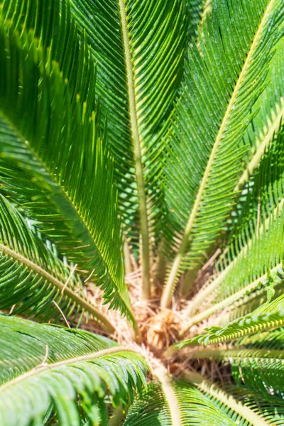 Juicy Green Leaves Cycas Revoluta Palm Tree Sunlight Natural Background — 스톡 사진