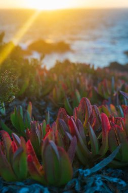 Colorful succulent Carpobrotus chilensis in the rays of the setting sun close up