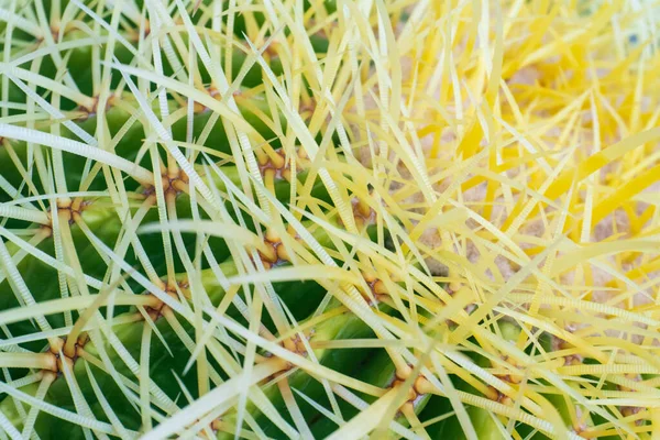 Round green cactus with long yellow spines background close up