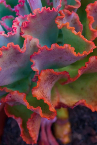 Bright Colorful Succulent Echeveria Background Close — Foto Stock