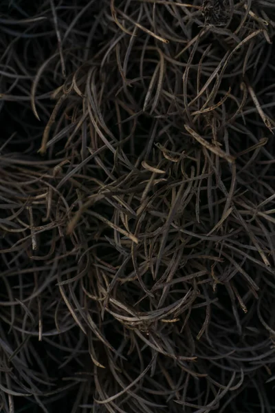 Burnt Grass Patterned Abstract Gray Background Close — 스톡 사진