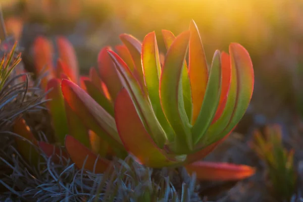 Colorful Succulent Carpobrotus Chilensis Rays Setting Sun Close — Foto Stock