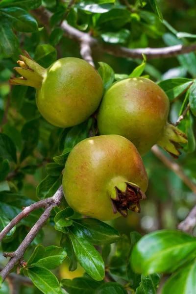 Green Pomegranate Ripening Branch Close — Stock Photo, Image