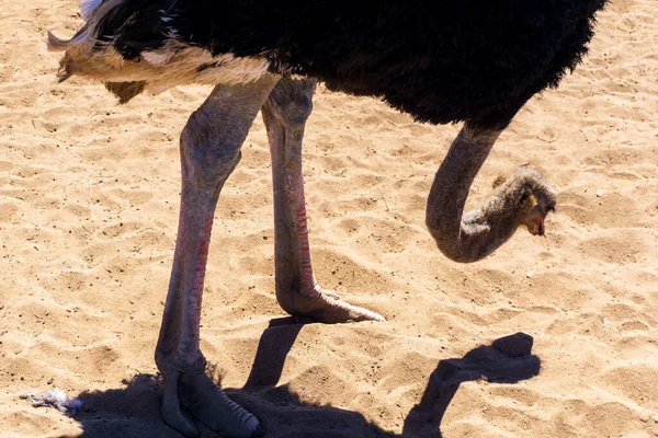 Ostrich Desert Background Sand Close — Stockfoto