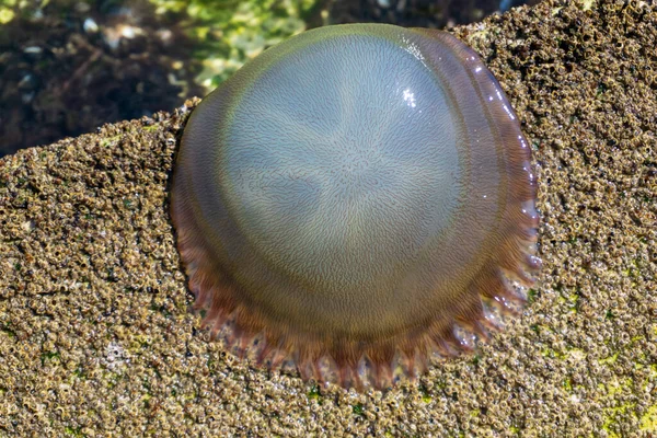 Large Transparent Jellyfish Washed Ashore Close — Stok fotoğraf