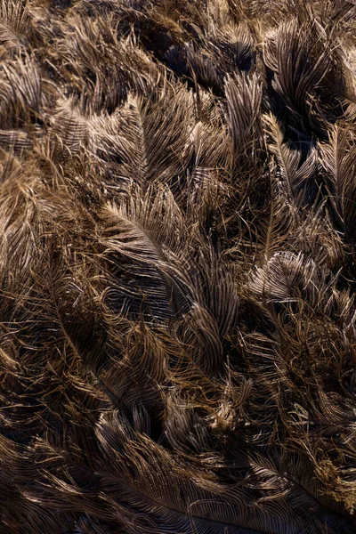 Brown Ostrich Feathers Background Close — Zdjęcie stockowe