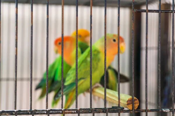 Green - pink lovebirds in a cage. Animals in captivity. Sale of exotic birds