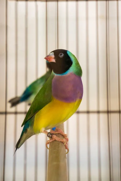 Pequeño Pájaro Gouldiano Brillante Una Jaula Cerca —  Fotos de Stock