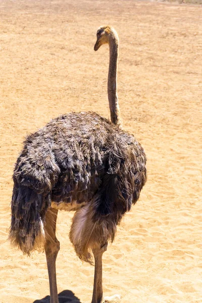 Ostrich Desert Background Sand Close — Zdjęcie stockowe