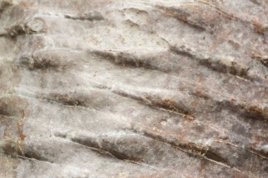 Bir hurma ağacının yumuşak gövdesi. Arka planda.