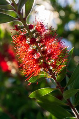Unusual red callistemon comboynensis flower in sunlight close up clipart