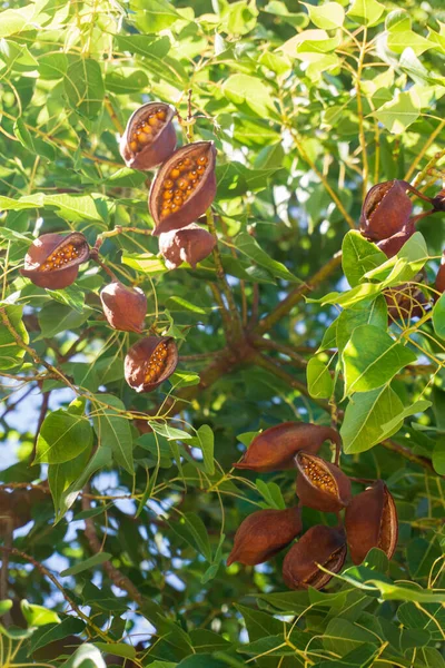 Brown Pods Seeds Branches Brachychiton Tree — Stock Photo, Image