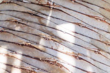 Bir hurma ağacının yumuşak gövdesi. Arka planda.