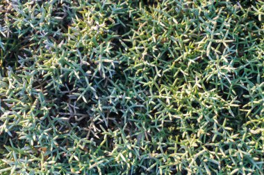 Gri - mavi - yeşil çimen arkaplan kapat