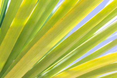 Gökyüzü arka planında palmiye yapraklarının deseni