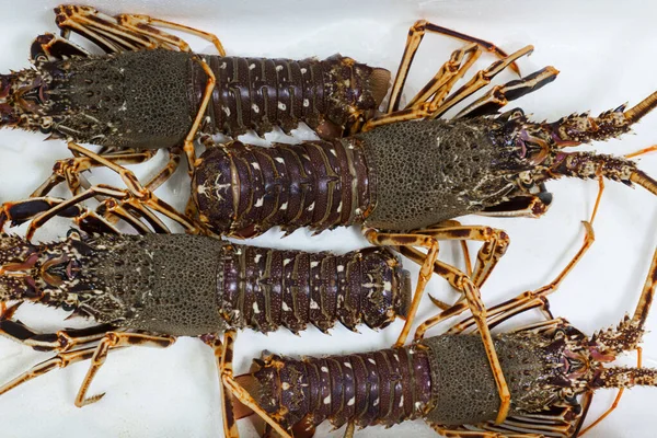 Live spiny lobsters on a white background on the counter of a fish store close up