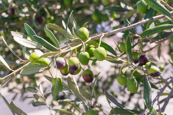 Olives Ripening Branch Olive Grove Close — Stock Photo, Image