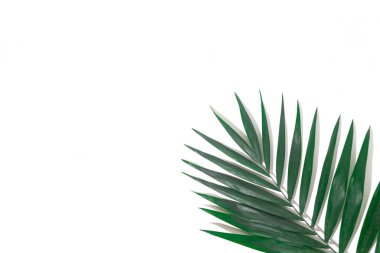 Yaz için yeşil bitkiler