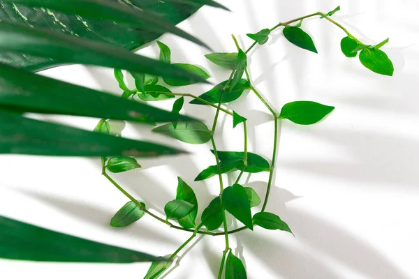 Grüne Pflanzen Hintergrund Für Den Sommer — Stockfoto