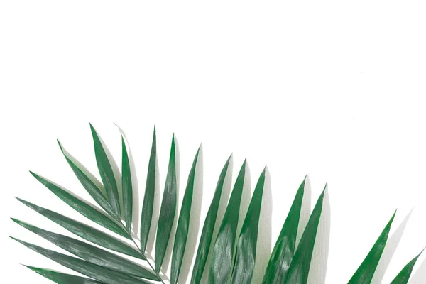 Grüne Pflanzen Hintergrund Für Den Sommer — Stockfoto