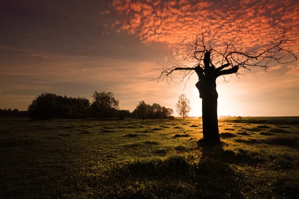 Morgendämmerung — Stockfoto