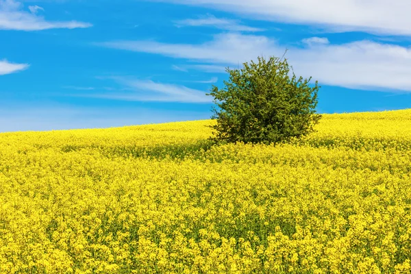 Spring of Warmia — Stock Photo, Image