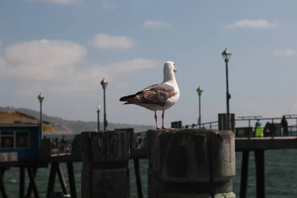 Белый с коричневыми пятнами Seagull сидит на pier возле океана, голубое небо, лето, Калифорния, США — стоковое фото