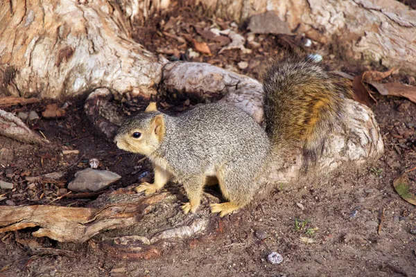 Esquilo cinzento e castanho no chão perto de uma árvore — Fotografia de Stock